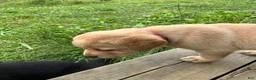 Labrador Retriever dogs for sale: Glory - Ad 6