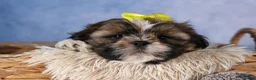 Shih Tzu dogs for sale: GISMO - Ad 6