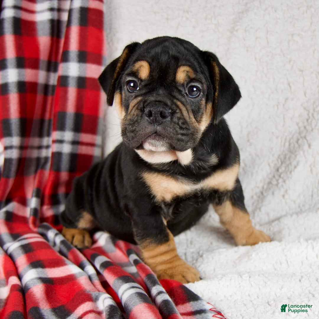 Mixed Breed dogs for sale: Jackson  - Ad 5