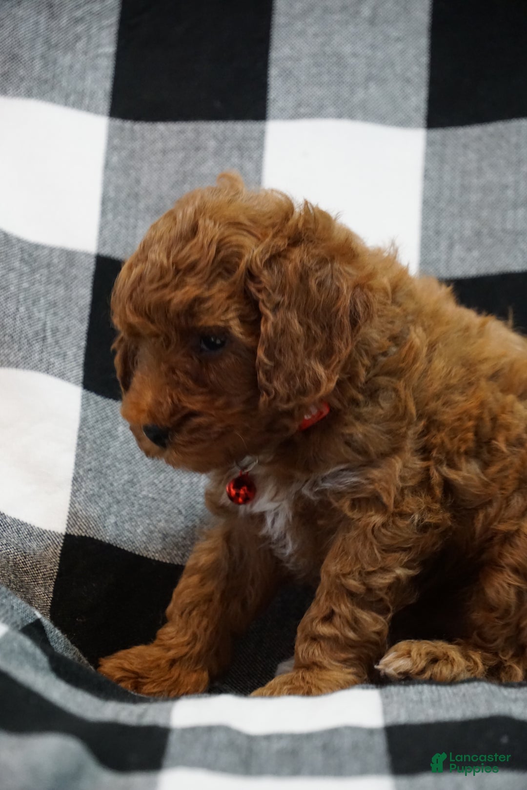 Miniature Poodle dogs for sale: Chester - Ad 4