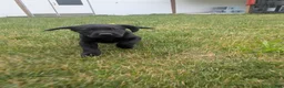 Labrador Retriever dogs for sale: Black Female (Yellow) - Ad 7