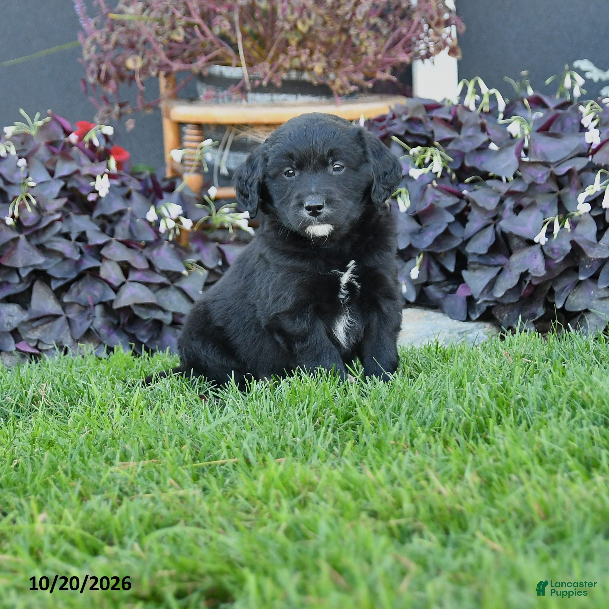 Mixed Breed dogs Cash - Ad 1