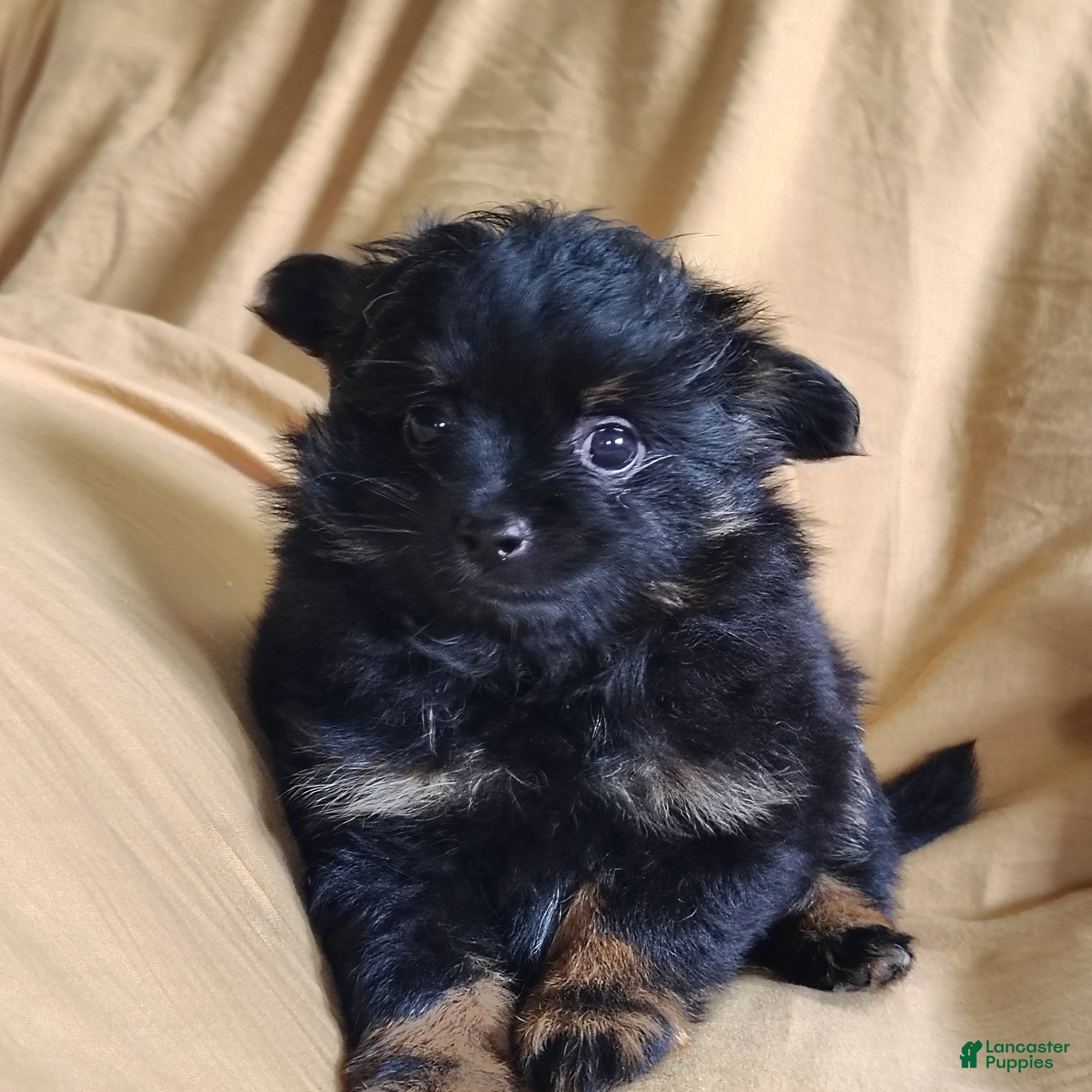 Pomchi dogs Teddy bear - Ad 2