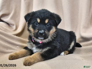 Mixed Breed dogs Willow - Ad 41