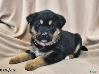Mixed Breed dogs Willow - Ad 33