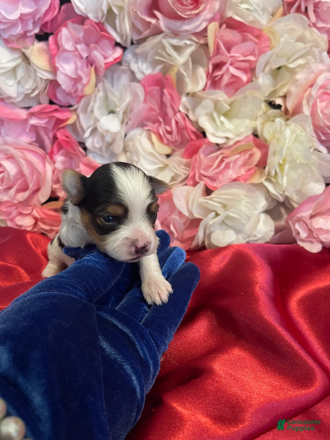 Yorkshire Terrier dogs for sale: Lorna Doone - Ad 2