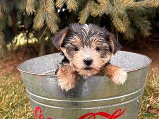 Morkie dogs Maxwell - Ad 39