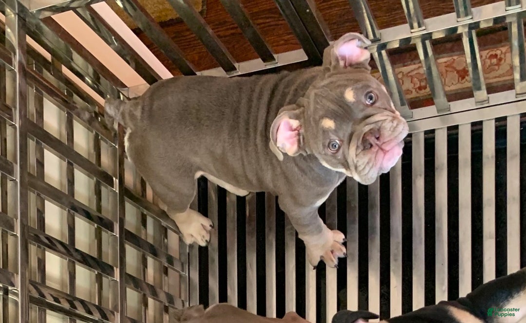 English Bulldog dogs for sale: Princess - Ad 3