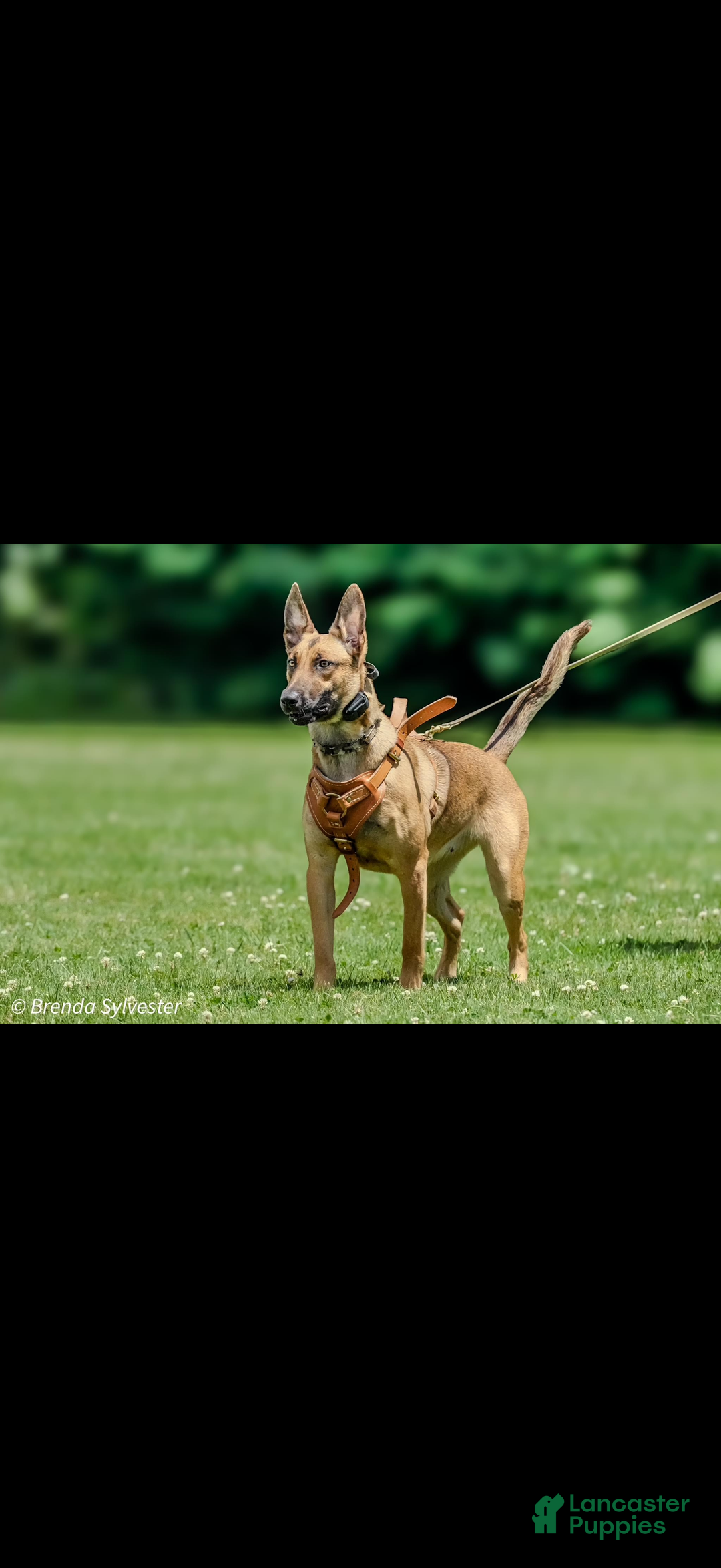 Mixed Breed dogs for sale: Red Collar- Female Fawn - Ad 6