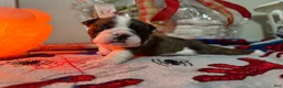 English Bulldog dogs for sale: English Bulldog Puppy 4 - Ad 3