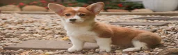 Welsh Corgi Pembroke dogs for sale: Mila Welsh Corgi Pembroke  - Ad 12