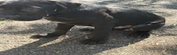 Cane Corso dogs for sale: Cane Corso 1 - Ad 6