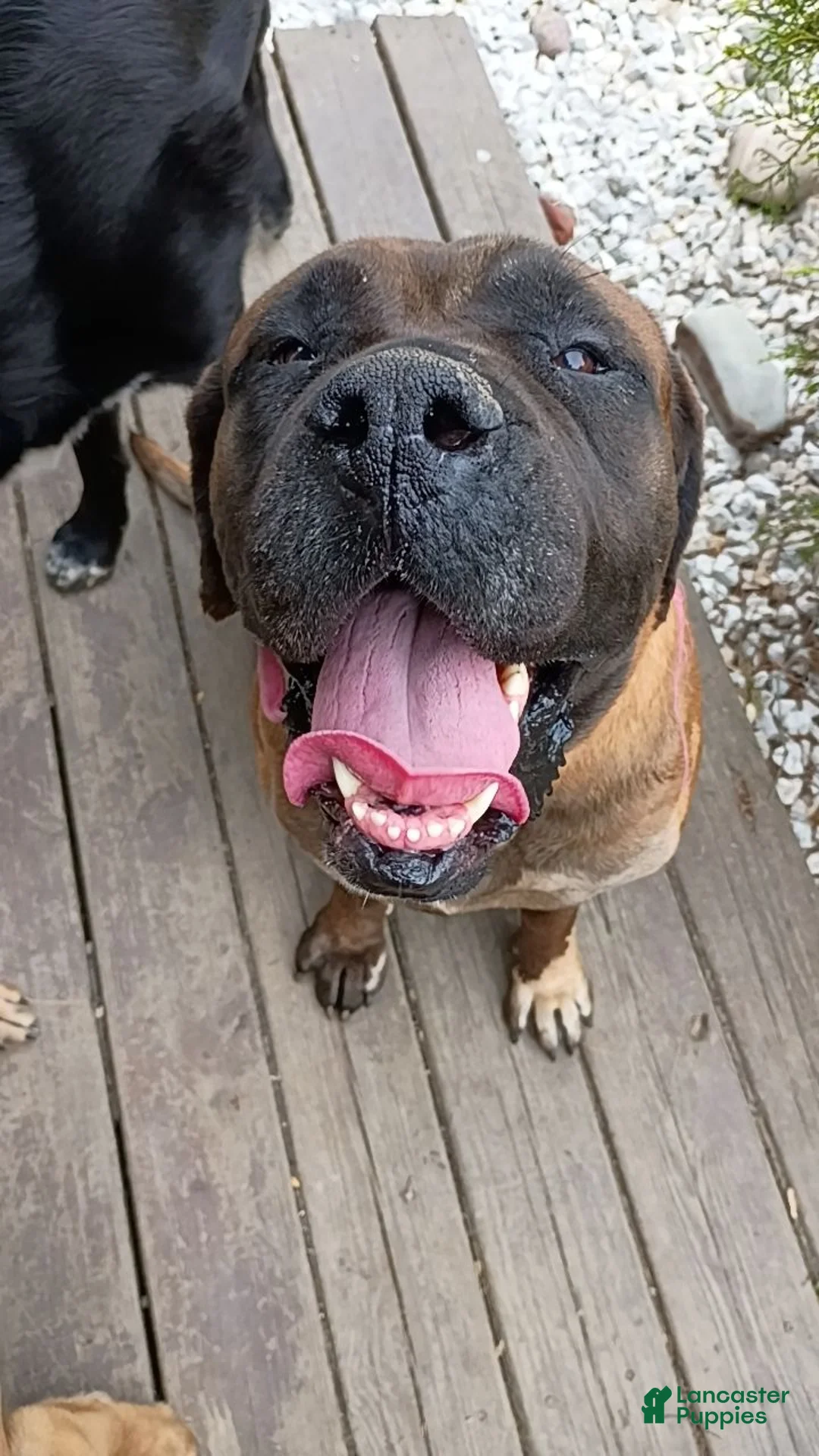 Mixed Breed dogs for sale: Mixed Breed 1 - Ad 4