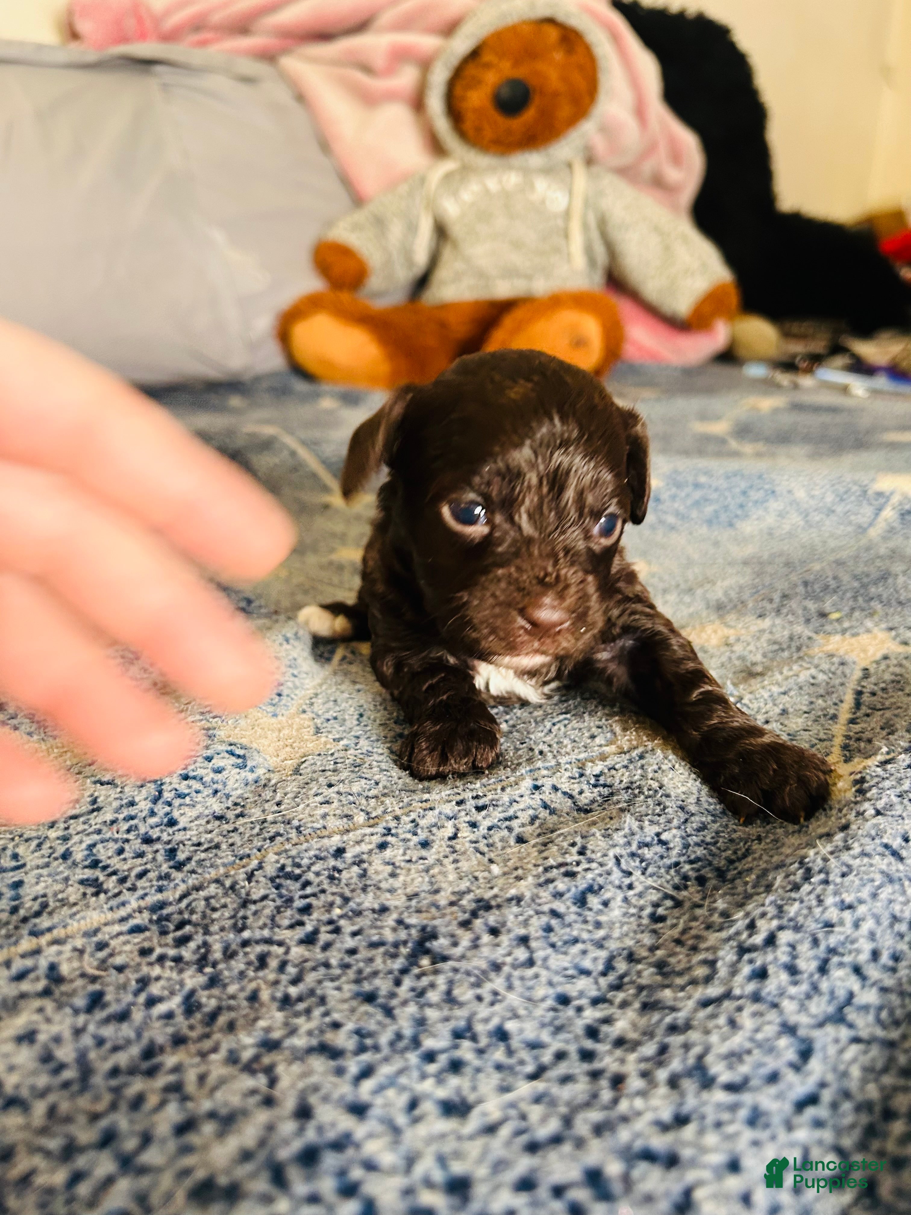 Cavapoo dogs Joy - Ad 23