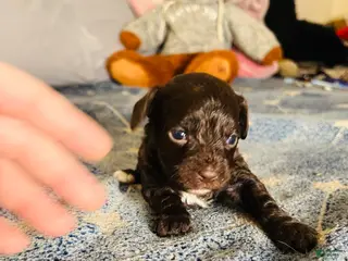 Cavapoo dogs Joy - Ad 3