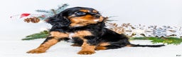 Cavalier King Charles Spaniel dogs for sale: Tinsel - Ad 7
