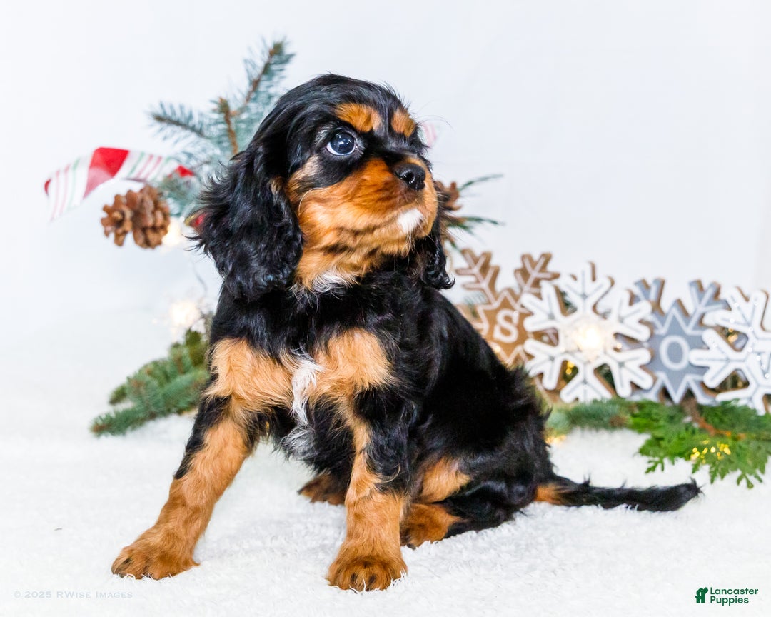Cavalier King Charles Spaniel dogs for sale: Tinsel - Ad 7