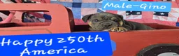 Olde English Bulldogge dogs for sale: Gino - Ad 4