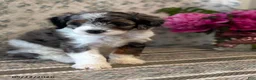 Mini Sheepadoodle dogs for sale: Kobi - Ad 8