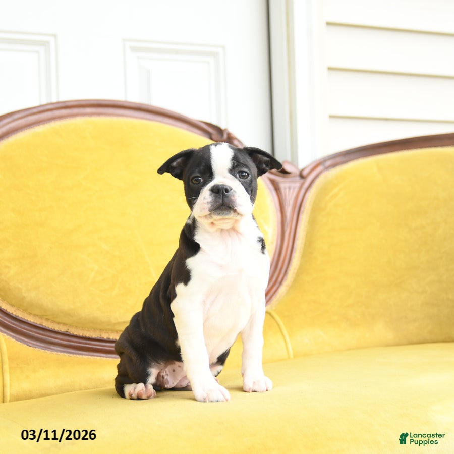 Boston Terrier dogs Samantha - Ad 2