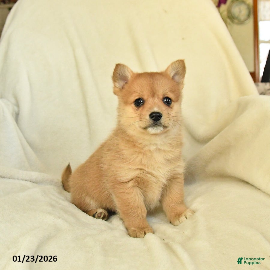 Mixed Breed dogs April - Ad 15