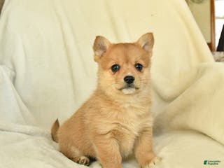 Mixed Breed dogs April - Ad 15