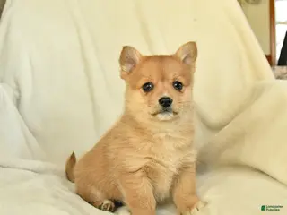 Mixed Breed dogs April - Ad 12