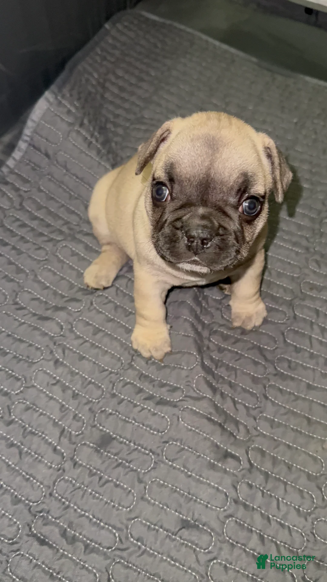 French Bulldog dogs for sale: French Bulldog Puppy 2 - Ad 2
