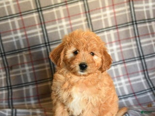 Mini Goldendoodle dogs - Ad 26