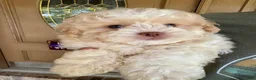 Shihpoo dogs for sale: Sullivan - Ad 17