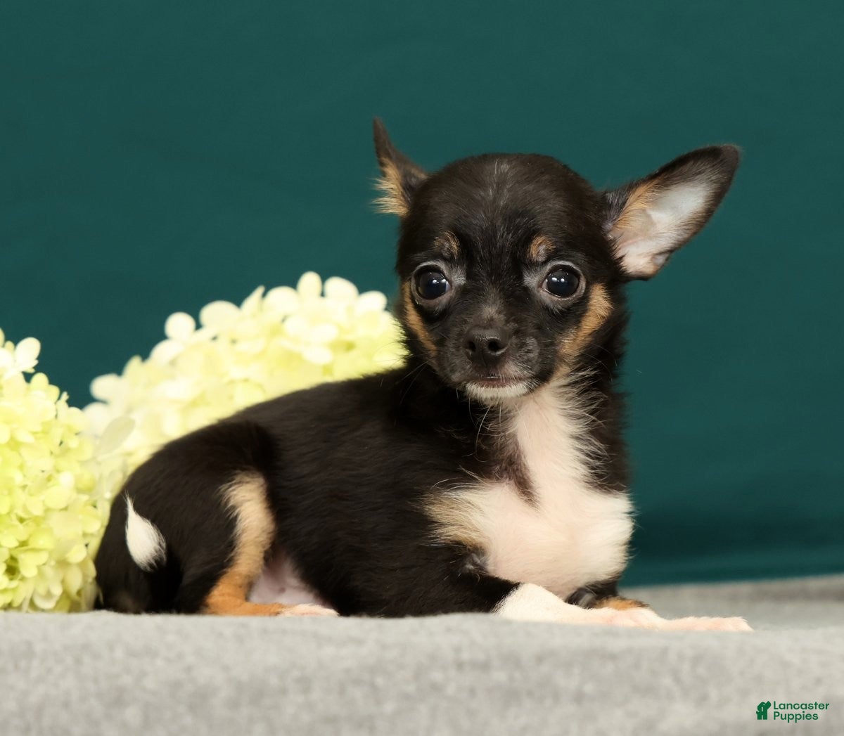 Chihuahua dogs Peanut - Ad 2