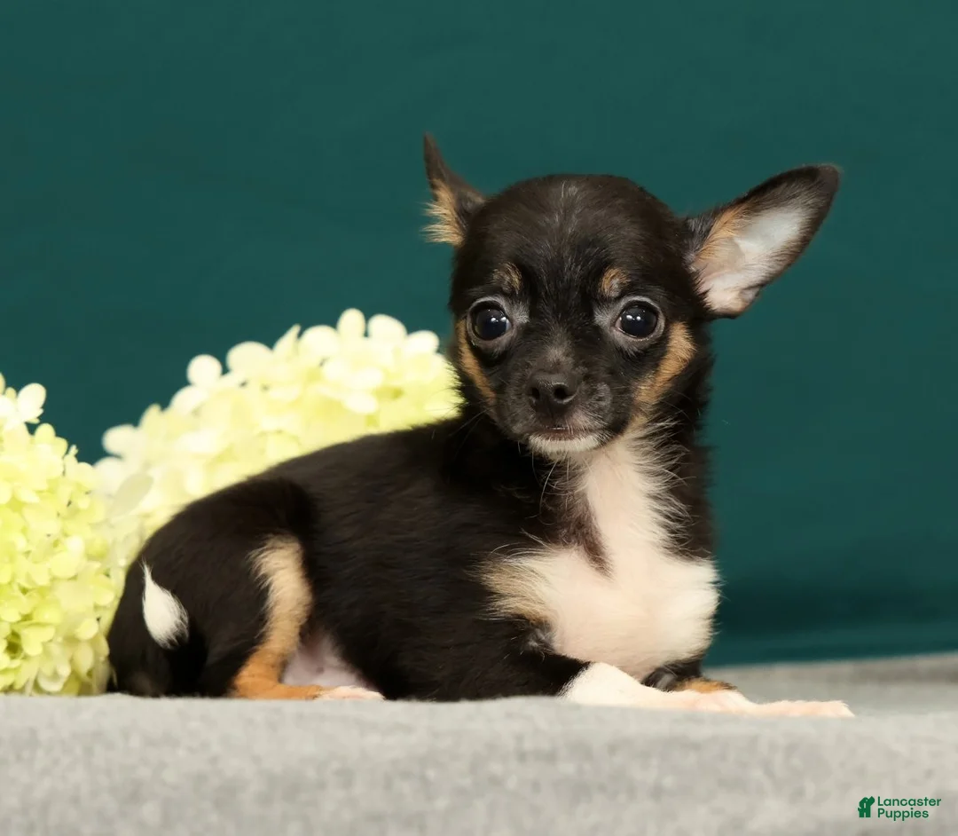 Chihuahua dogs for sale: Peanut - Ad 2