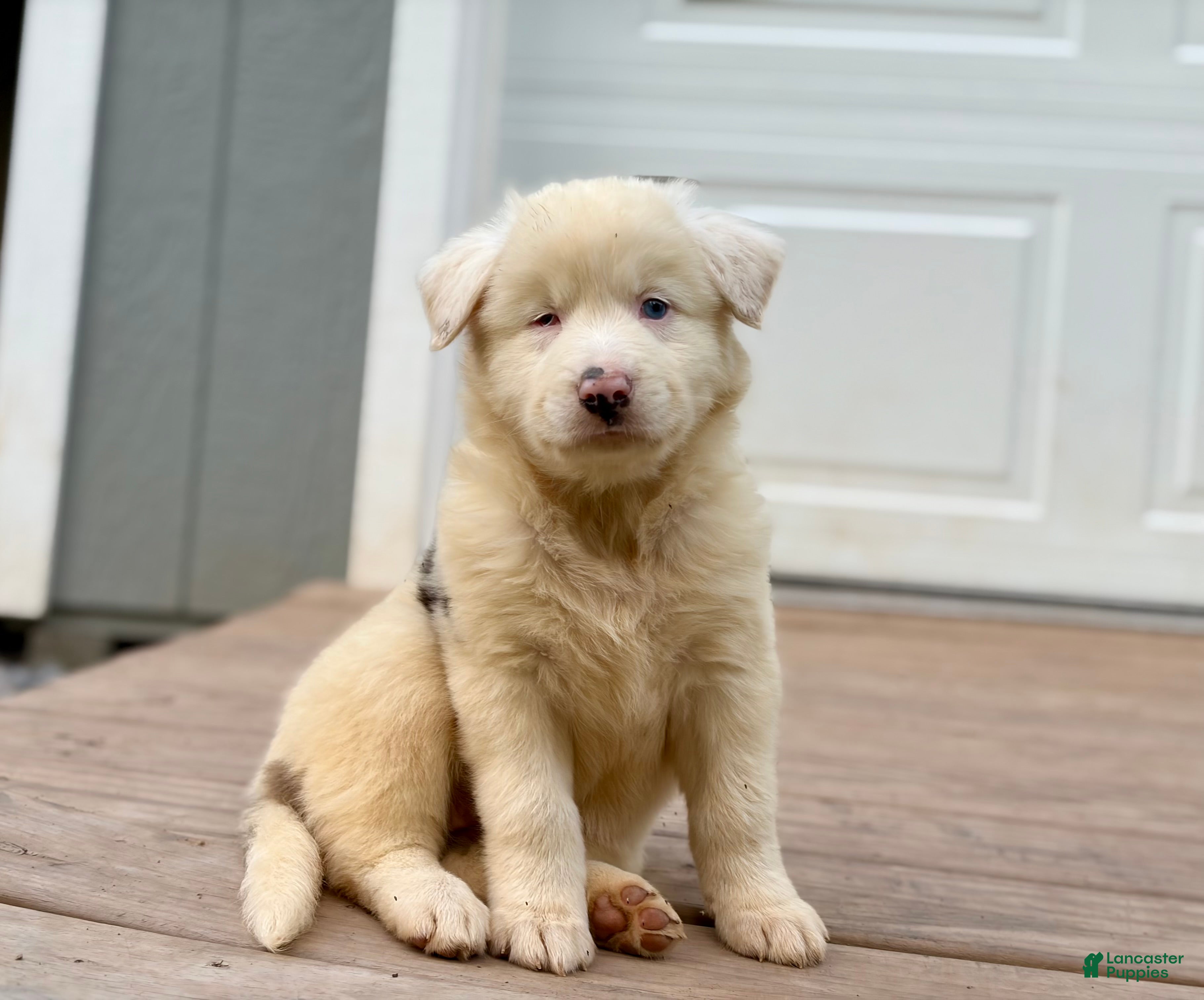 Australian Shepherd dogs Maggie - Ad 1
