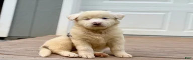 Maggie