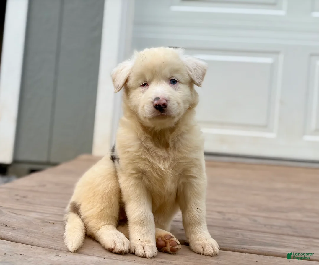 Australian Shepherd dogs for sale: Maggie - Ad 1
