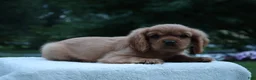 Cavalier King Charles Spaniel dogs for sale: Teddy - Ad 8