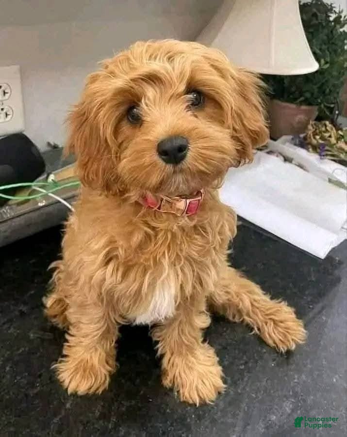 Mixed Breed dogs Mixed Breed Puppy 1 - Ad 1