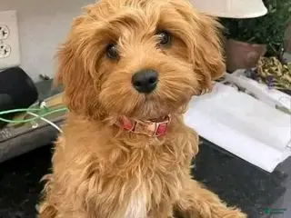 Mixed Breed dogs Mixed Breed Puppy 1 - Ad 3