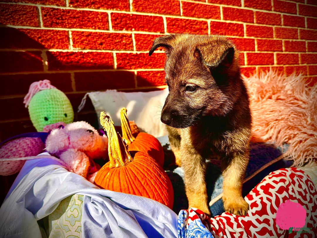 German Shepherd dogs for sale: Spice - Ad 6