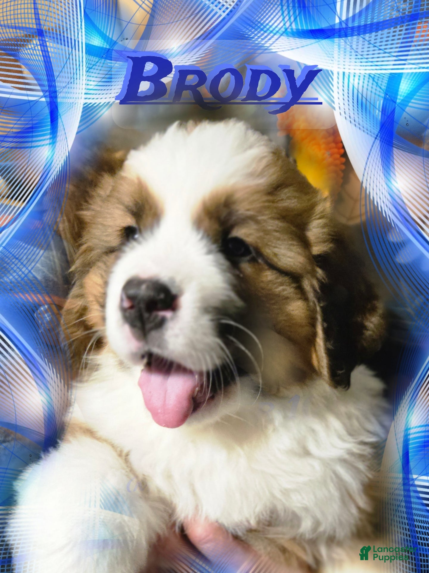 Mixed Breed dogs Brody - Ad 30