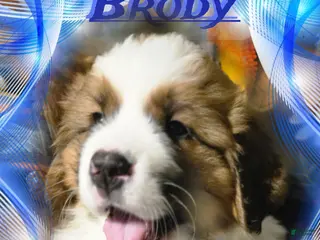 Mixed Breed dogs Brody - Ad 30