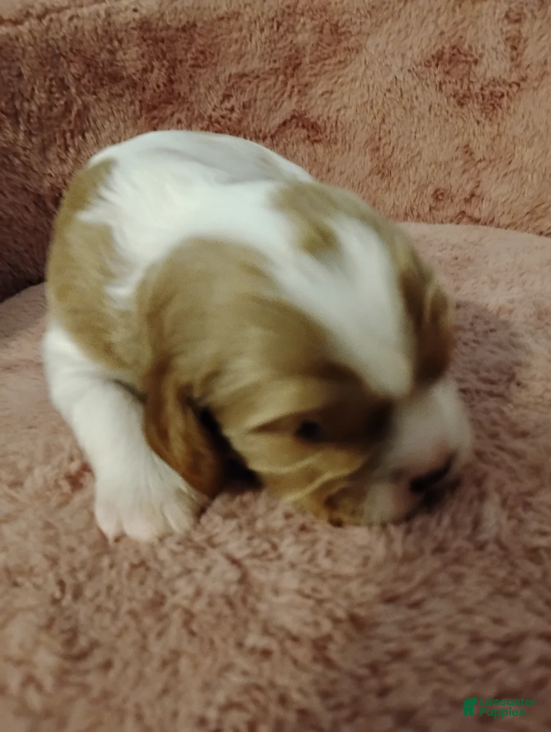 Cavalier King Charles Spaniel dogs for sale: Dexter - Ad 2