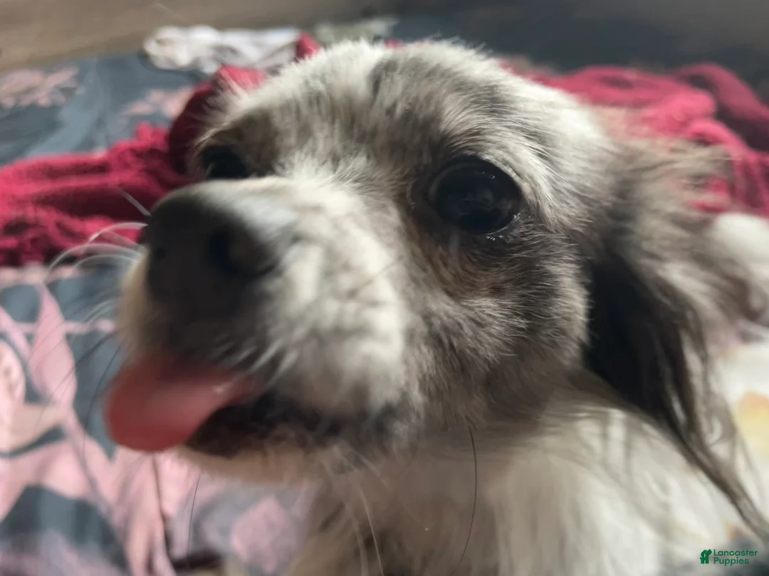 Pomchi dogs for sale: Pomchi Puppy 1 - Ad 4