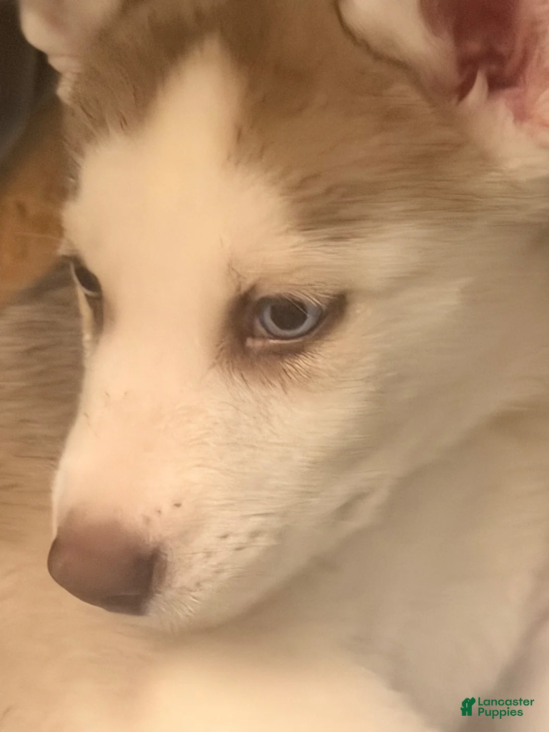 Siberian Husky dogs for sale: Siberian Husky 1 - Ad 2