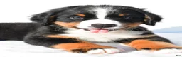 Bernese Mountain Dog dogs for sale: Porter - Ad 3