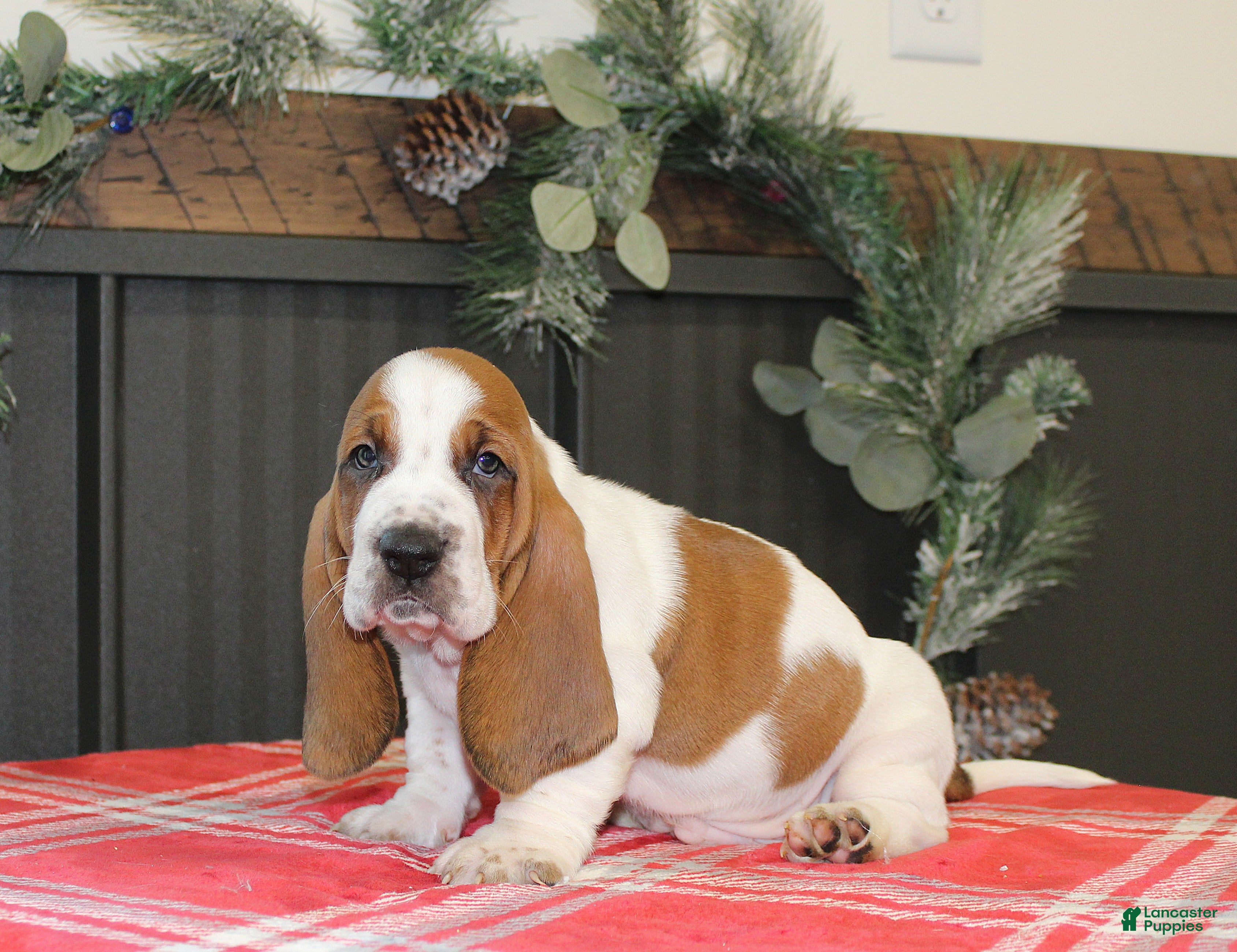Basset Hound dogs Crinkle - Ad 13