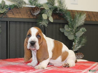 Basset Hound dogs Crinkle - Ad 8