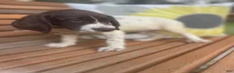 German Shorthaired Pointer dogs for sale: German Shorthaired Pointer Boy 2 - Ad 1