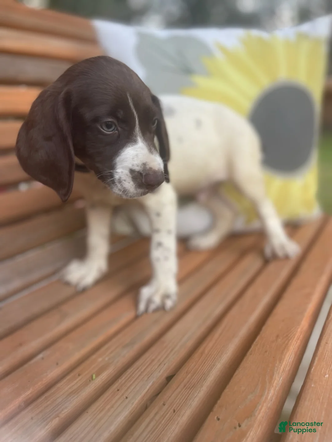 German Shorthaired Pointer dogs for sale: German Shorthaired Pointer Boy 2 - Ad 1
