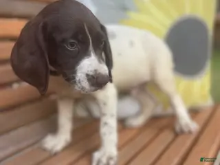 German Shorthaired Pointer dogs for sale: German Shorthaired Pointer Boy 2 - Ad 3